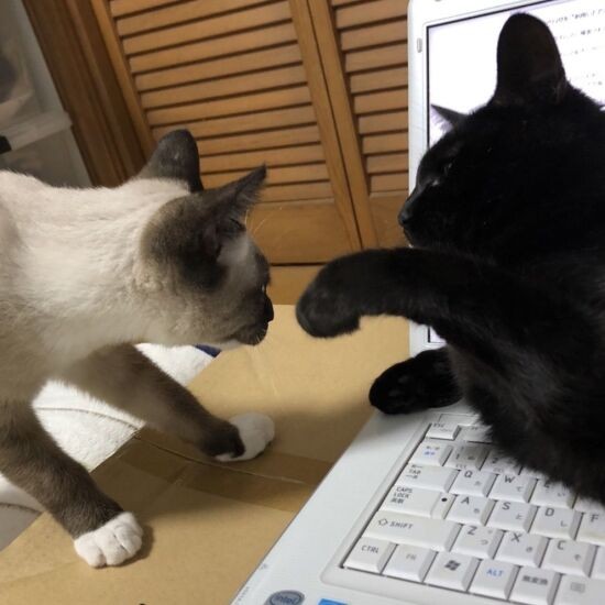 「パソコンの上ってあったかそうだね」「君にはまだ早いわ」（真弓さん提供）