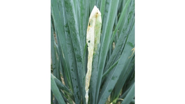 野菜や花などを荒らす害虫「シロイチモジヨトウ」の被害が懸念　香川県が予察注意報