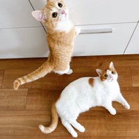 ご飯のある場所で待機するにゃんず（提供：も＆もちもなさん）