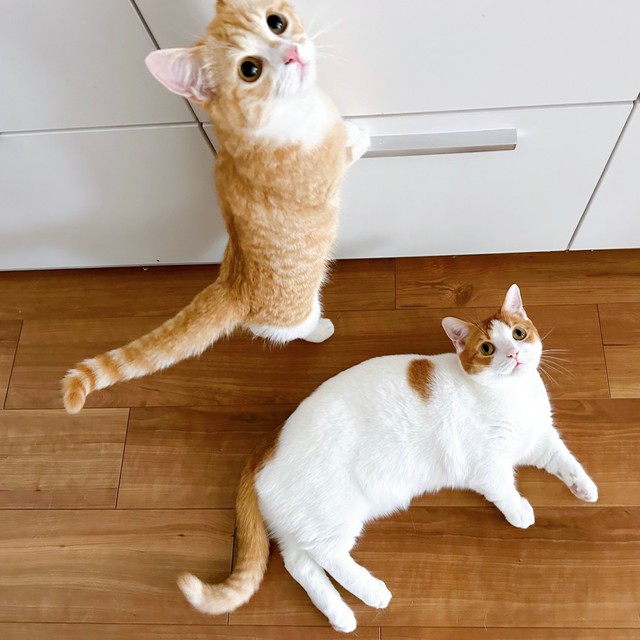 ご飯のある場所で待機するにゃんず（提供：も＆もちもなさん）