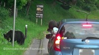 車道に現れたヒグマを見ようと、車内から身を乗り出す子ども。非常に危険な行動だ（画像提供：公益財団法人 知床財団）