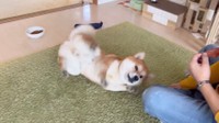 ゴロ〜ンとするこむぎくん（動画からキャプチャー／提供：シヴァ犬こむぎっすさん）