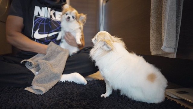 雨散歩から帰宅後に足を拭かれるチョッピちゃん（奥）を、見守るティーナちゃん（手前）（提供：choppiさん）