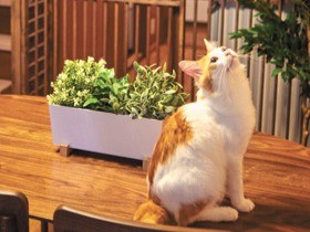 「ペット飼育可」は遠くて古い？　賃貸住宅の常識が変わる