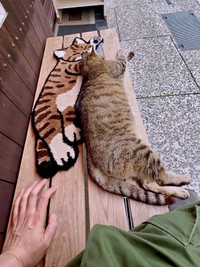 寝そべるにゃにゃこちゃん（画像提供：福直フルーツ 尾道の果物屋さん）