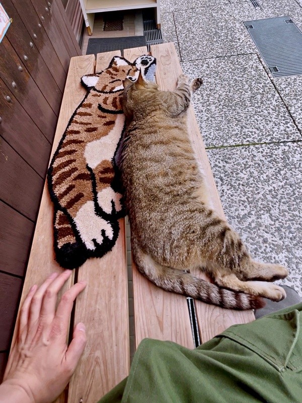 寝そべるにゃにゃこちゃん（画像提供：福直フルーツ 尾道の果物屋さん）