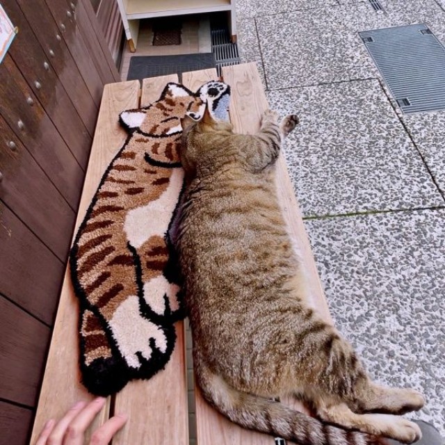 寝そべるにゃにゃこちゃん（画像提供：福直フルーツ 尾道の果物屋さん）
