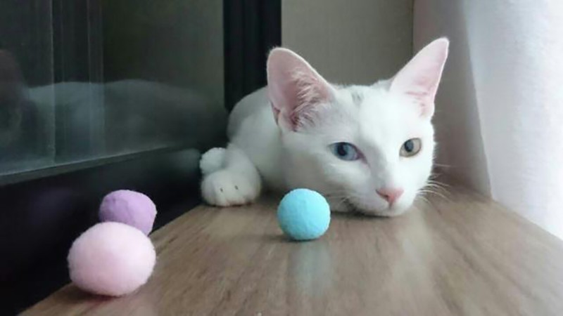 家にきたころの「ミュウちゃん」