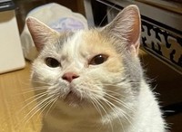 夕飯が遅くなったことに眉間にシワを寄せて怒ってる…可愛い♡（提供：なつめさん）