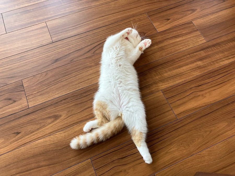 兄猫「これ出来る？」妹猫「出来るよ！」…好きな相手と同じ動きをする 