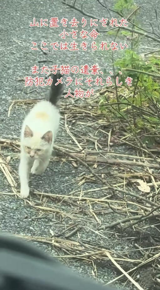駆け寄ってくる遺棄された子猫（「保護猫ちゃろこ」さん提供、Instagramよりキャプチャ撮影）