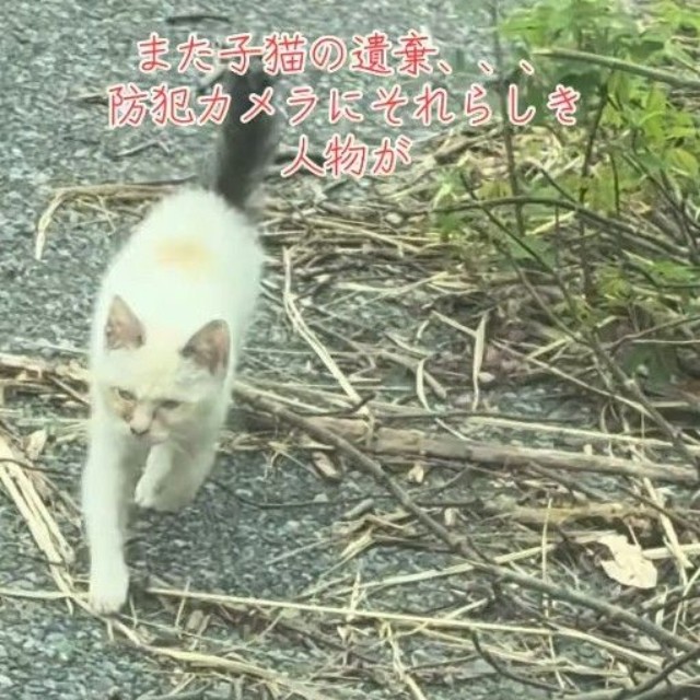 駆け寄ってくる遺棄された子猫（「保護猫ちゃろこ」さん提供、Instagramよりキャプチャ撮影）