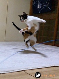 躍動感あふれる動き＝ソラネコさんちさん（@mofgedama）提供