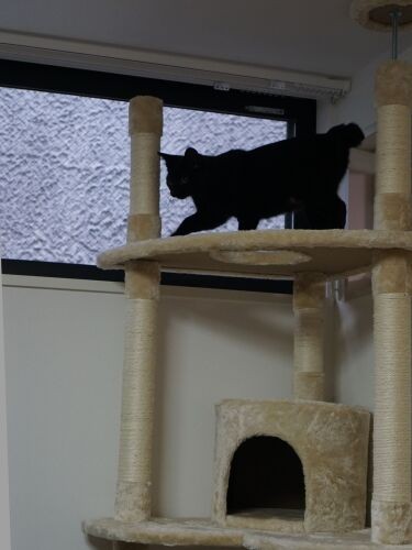 トンネルを抜けるとキャットタワー