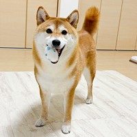 「遊んで！」おもちゃを持ってきたまろんちゃん（画像提供：シヴァイヌ まろんさん）