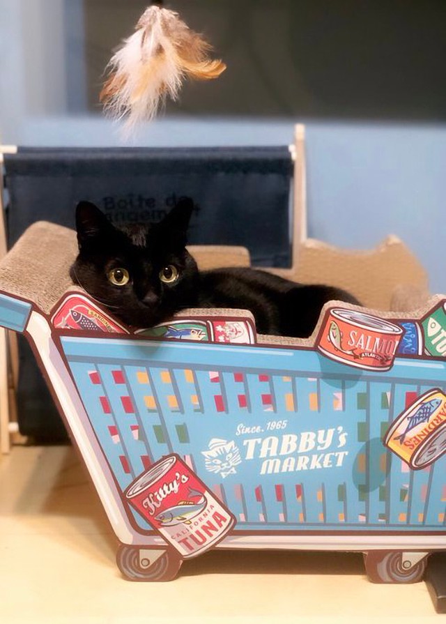 今年の誕生日プレゼントの一つである、爪研ぎカートでくつろぎ中（画像提供：黒猫のこねろくさん）