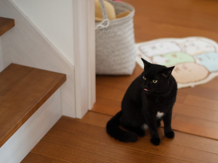 「なんだ、ハッチ兄さんが主役なのか」（小林写函撮影）