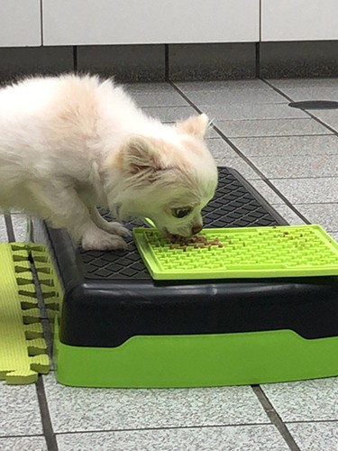 早食い防止グッズであるリッキーマットにペースト状のフードを塗り、なめている間に体をさわったり足を拭く練習をする。「普段の診療でも、同じようになめてもらいながら、獣医師が注射をすることもあります」（前村さん提供）