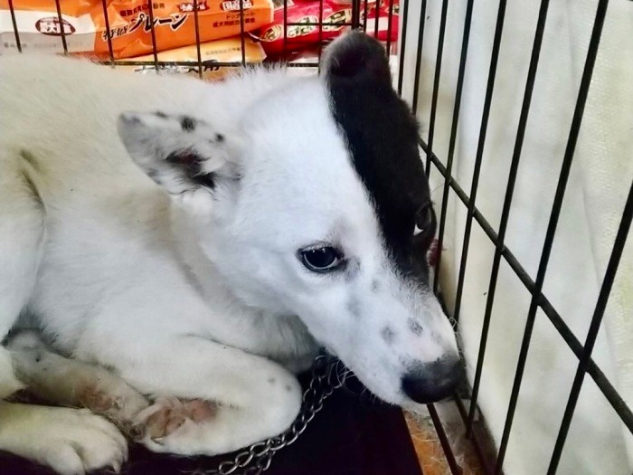 動物愛護団体に引き出されたころ（稲垣さん提供）