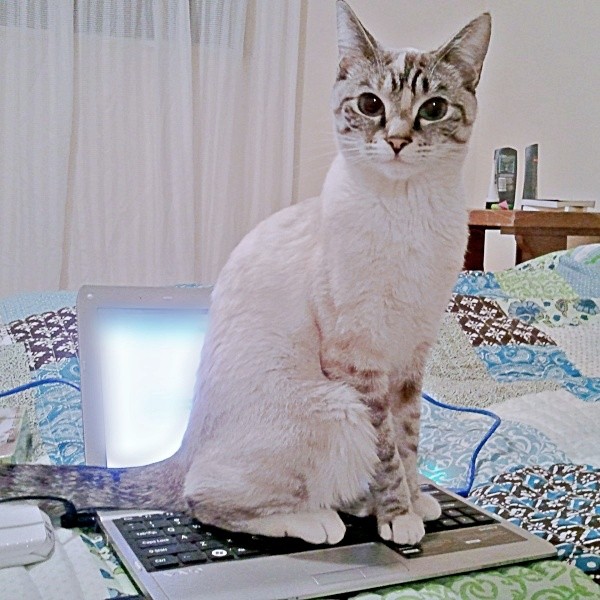 2011年の12月、1歳2カ月ころのルーチちゃん（画像提供：原田さん）