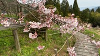 後醍醐天皇ゆかりの桜・醍醐桜が3月30日に開花　　