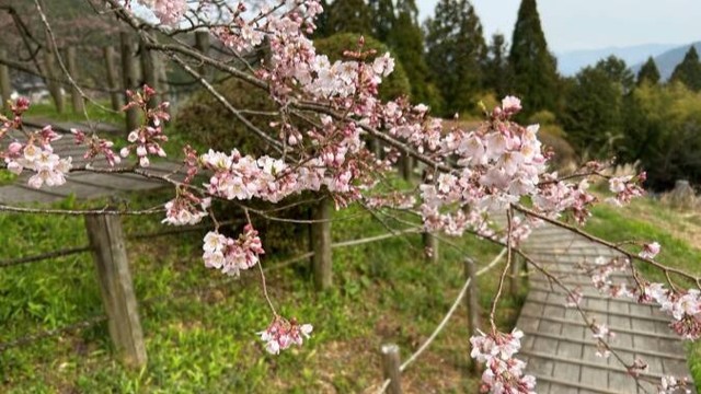 後醍醐天皇ゆかりの桜・醍醐桜が3月30日に開花　　