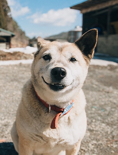 週に数回の飼い主やボランティアの訪問を心待ちにしている「ピッコロ」（2018年3月2日撮影）