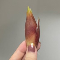 秋らしい深みのある色合いの素敵なネイルですが…（画像提供：アコさん）