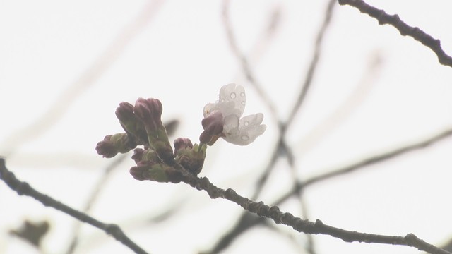 栗林公園　高松市栗林町　25日午前10時ごろ