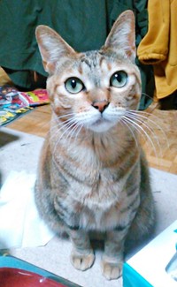 「お帰りなさい」 飼い主さんを出迎えた彩月ちゃん（画像提供：彩月＆萌花にゃんさん）