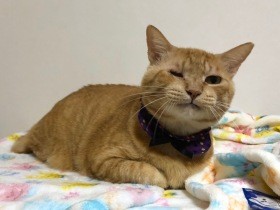 シニアの野良猫、目をケガしたのを機に保護　甘えん坊の家猫に