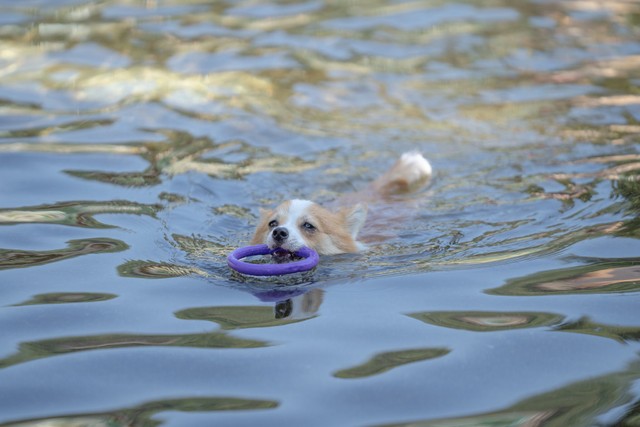 「琥珀は泳ぐのが凄く好きです」（提供：たぬらにあんさん）