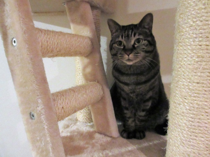 ちょっとだけ隠れるのが好き