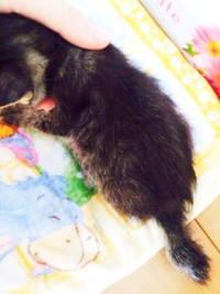 保護後、保護主さんが撮影したはかなげな正宗くん（画像提供：よしゅあさん）