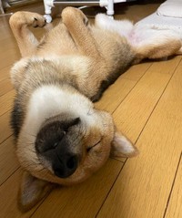 へそ天姿にも癒されます（胡麻毛の柴犬｢お嬢」さんTwitterより）
