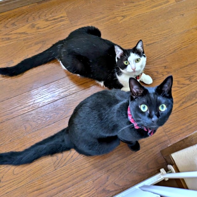 そろって飼い主さんを見上げるハチワレ妹猫「豆大福」ちゃんと、もなかくん（画像提供：豆大福・もなかの甘々生活さん）