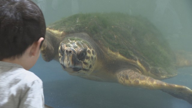 【特集】「近くで見られて、びっくり」新屋島水族館が山上から“海の横”へ…市場水族館オープン　館長は「世直し侍」　香川