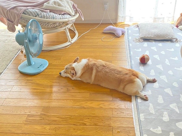 扇風機前でだらーん！ ぷりぷりのお尻がキュートなあんずちゃん（画像提供：ばなななさん）