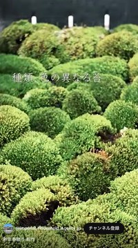 宮内庁公式YouTubeチャンネルから（動画のスクリーンショット）