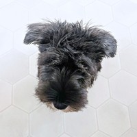 体はどこに！？ セブンくんの不思議ショット（画像提供：セブン@シュナウザーさん）