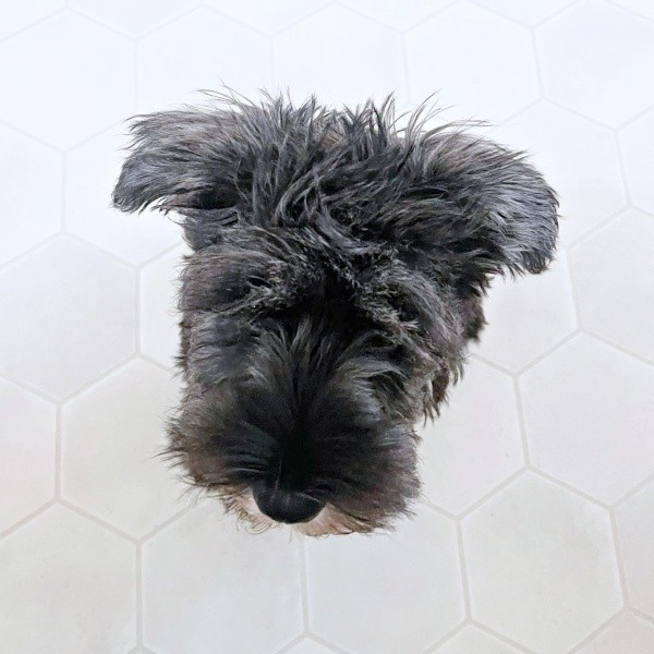 体はどこに！？ セブンくんの不思議ショット（画像提供：セブン@シュナウザーさん）