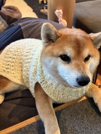 着せた瞬間の表情。固まってる？