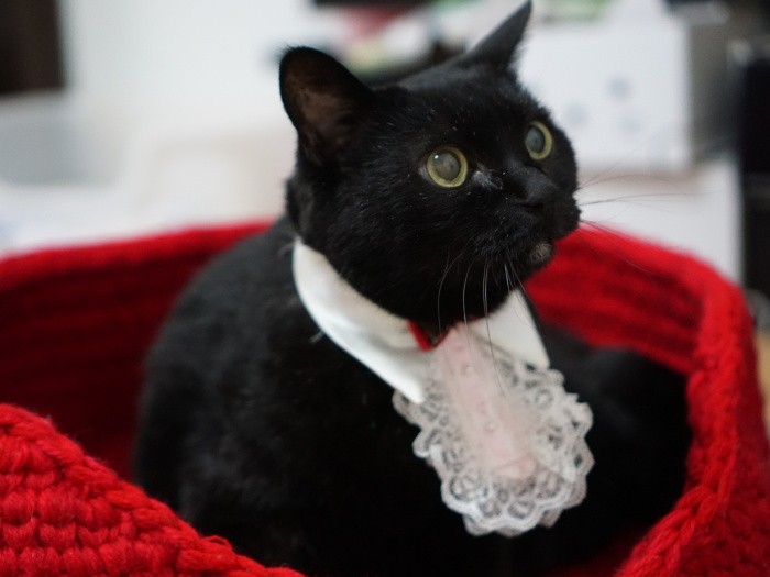 タキシード風の襟ブラウスは18年以上前にクロが使っていたお下がり。「ママ物持ちいいね」