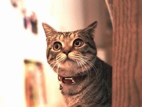 ポケモンを探しに行って、子猫を拾った　少年と猫は家族になる