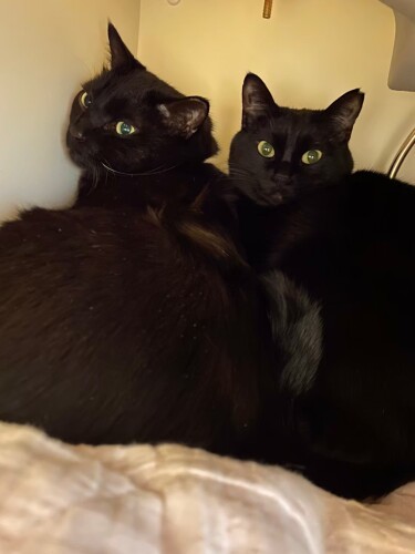 「気があうし、似てるのよね」（雅子さん提供）