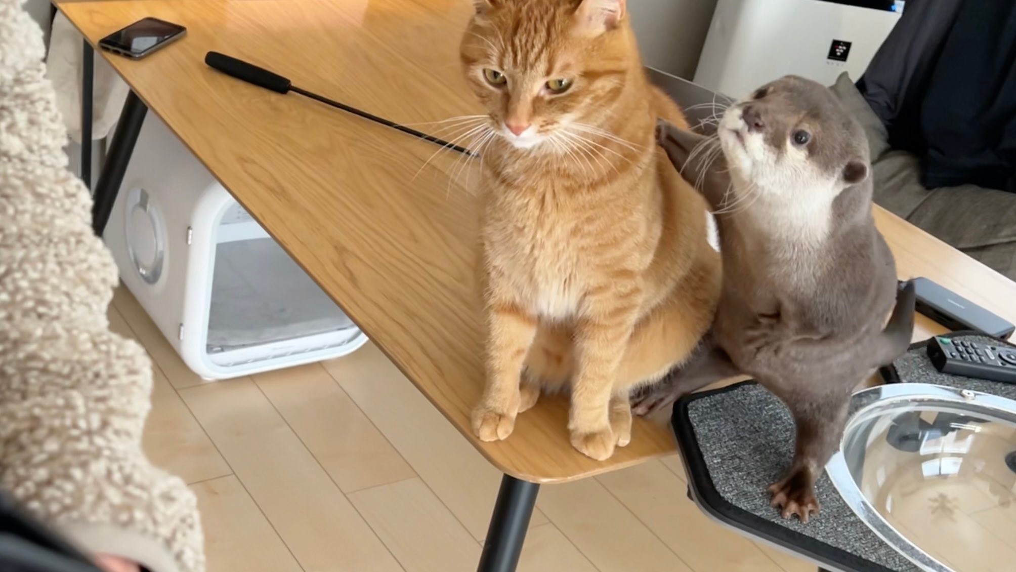 来客を熱烈歓迎するカワウソに、ドン引きする猫さんが話題 「かっわ