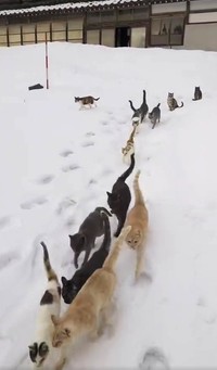 2024年2月3日、能登町の民家で飼われていた猫たち。全頭保護したという（「ののいち にゃんこのおうち」さん提供）