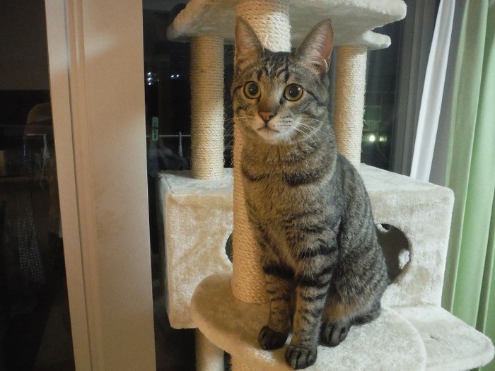 まん丸目のロビンソン