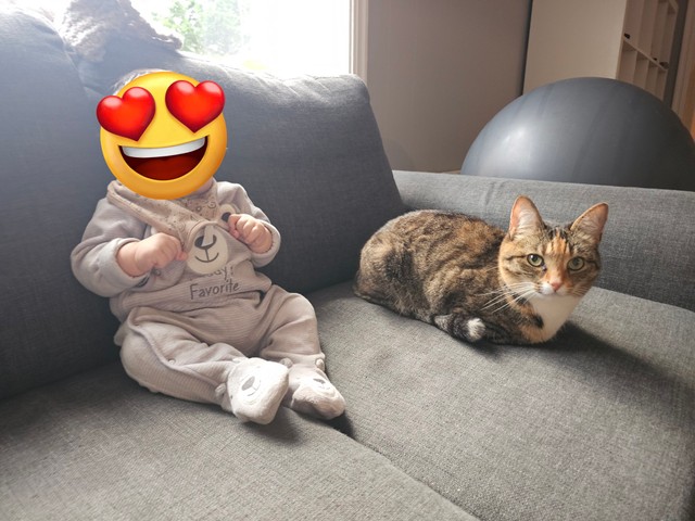 ベビーカーは僕のものでちゅよ、ネコちゃん？（「Kazu.net@norway🇳🇴」さん提供）