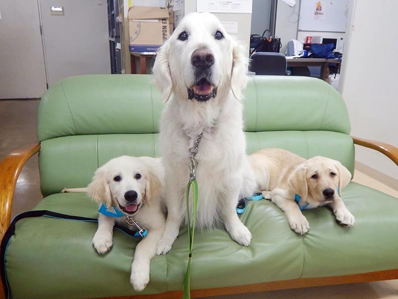 日本初のファシリティドッグとして活躍し、昨年10月に亡くなった大先輩「ベイリー」と